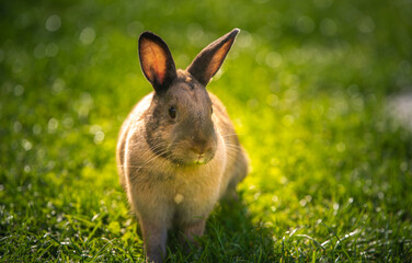 Cute Brown Agouti Rabbit in Golden Hour Sunlight on Green Grass