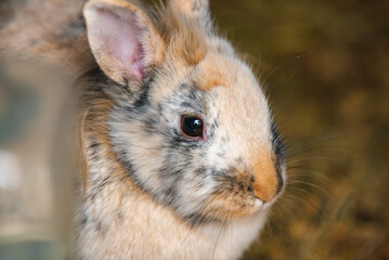Close-up Profile Portrait of a Tricolor Lionhead Rabbit