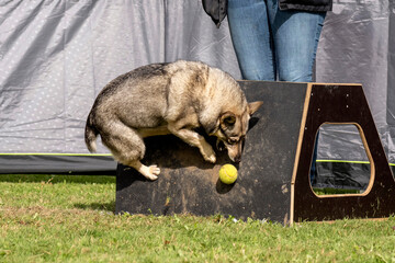 spitz des wisigoths en flyball
