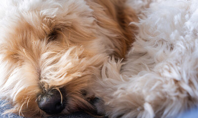 Extreme Close-up of Fluffy Maltipoo Puppy Fur and Nose While Sleeping
