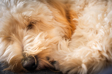 Detailed Close-up of Puppy's Fur and Face While Napping