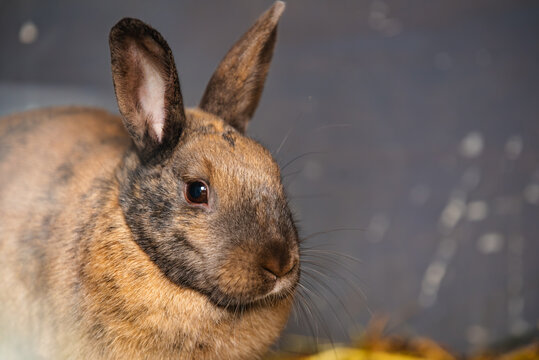 Close-up Portrait of a Brown Agouti Rabbit Against a Dark Background