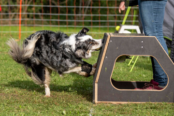 border collie en flyball
