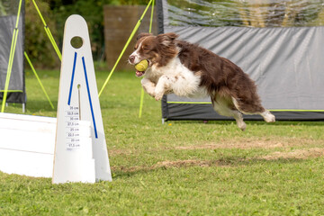 border collie en flyball