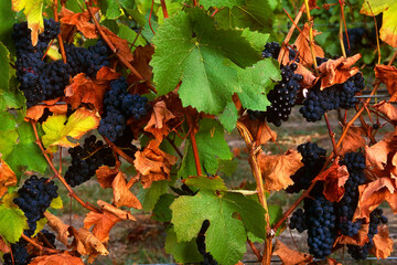 vines vineyard winery okanagan british columbia canada