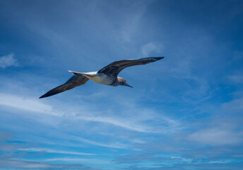 Laysan albatrosses travel long distances, eat squid, fish eggs, and crustaceans, have a 6-7 foot wingspan. Seen here at the Kilauea Point National Wildlife Refuge on the island of Kauai, Hawaii.