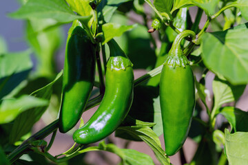Fresh green jalapeno peppers growing on the vine in an organic home garden