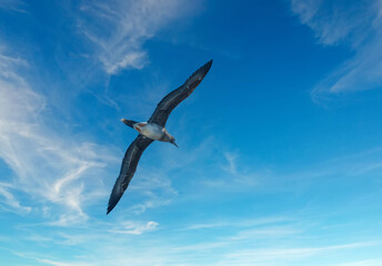 Laysan albatrosses travel long distances, eat squid, fish eggs, and crustaceans, have a 6-7 foot wingspan. Seen here at the Kilauea Point National Wildlife Refuge on the island of Kauai, Hawaii.