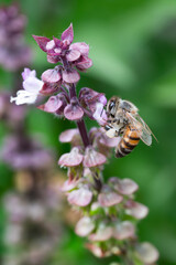 A bee collects pollen on a basil herb plant