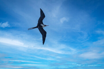 Female Great Frigatebird is the largest species to frequent the Hawaiian islands. Forked tail, hooked bill and 7-foot wingspan. Seen at the Kilauea Point National Wildlife Refuge, Kauai, Hawaii.