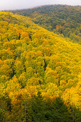 Vibrant autumn landscape of Carpathian Mountains in Ukraine