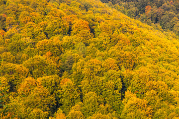 Vibrant autumn landscape of Carpathian Mountains in Ukraine