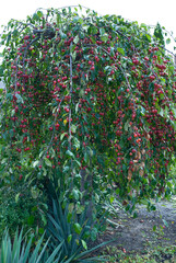 a large harvest of paradise apples on the tree