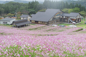 夢の平コスモスウォッチング
