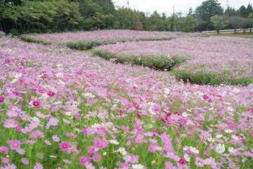 夢の平スキー場のコスモス