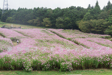 夢の平スキー場のコスモス