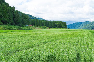 白山市鳥越地区の蕎麦畑