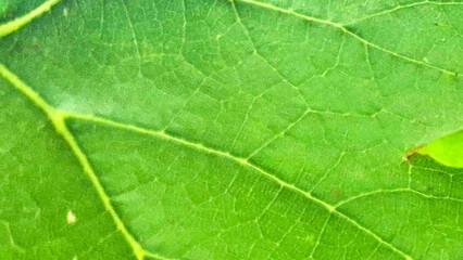 Vibrant Green Leaf Macro Showing Intricate Vein Patterns And Natural Texture In Bright Sunlight