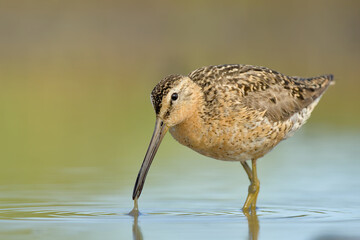A Short-billed Dowitcher wades through a marsh