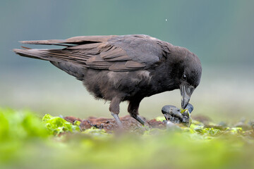 An American Crow feeds along the Alaskan coastline.