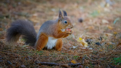 The Red Squirrel (Sciurus vulgaris), also called Eurasian Red Squirrel, feeding in dappled sunlight, County Durham
