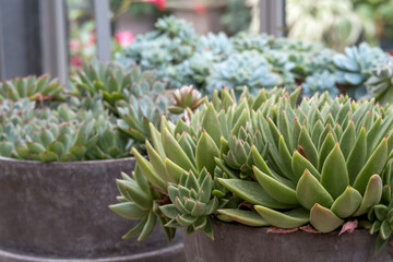Obraz premium Echeveria-Fettblattrosette