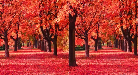 Fotobehang Rood autumn trees in the park  © mdismaeilhossain3537