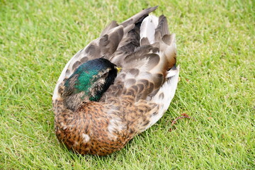 緑色の草地の上にうずくまり目を閉じて休んでいるオスのマガモを上からクローズアップで捉えた写真です。緑色の頭部の羽毛が目を引くリラックスした様子です。