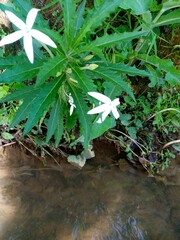 water lily in the pond