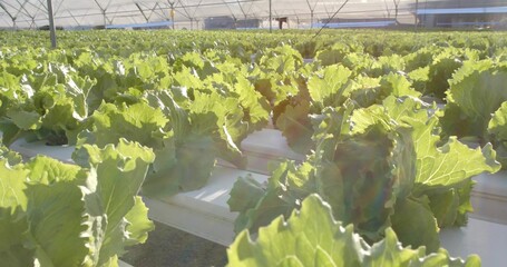 Growing lettuce heads in hydroponic troughs inside greenhouse with metal poles, irrigation pipes