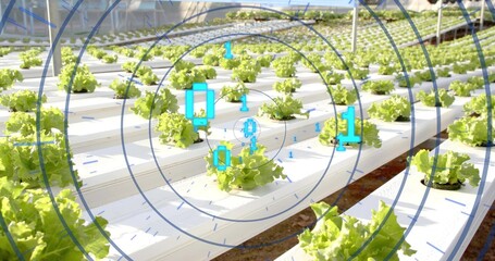Monitoring central lettuce growing in hydroponic channel in greenhouse, with digital overlay