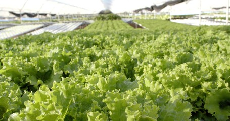 Highlighting vibrant green lettuce heads in hydroponic troughs under shade cloth in greenhouse © vectorfusionart