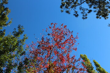 Colorful fall foliage against a blue sky