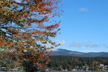  Brilliant fall foliage colors against a blue sky
