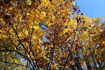 Golden autumn leaves on trees in sunlight