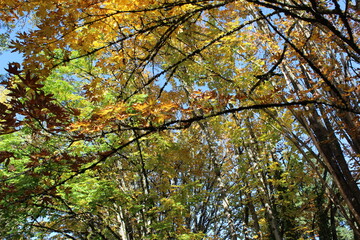 Golden autumn leaves on trees in sunlight