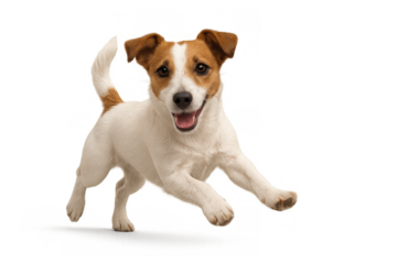 Jack russell terrier puppy running, playing and smiling with open mouth, energetic pet on transparent background