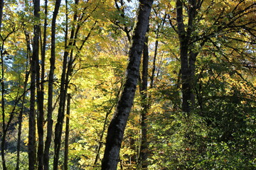 Golden autumn leaves on a tree in sunlight