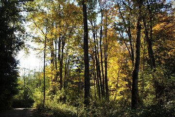 A winding path through a tranquil autumn woodland with golden sunlight