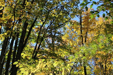 Golden autumn leaves on a tree in sunlight