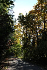 A winding path through an autumn forest with golden sunlight