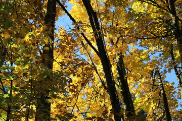 Golden autumn leaves on trees in sunlight