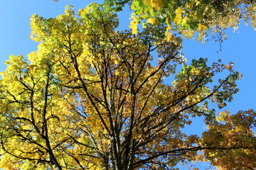 Trees with golden autumn leaves against a blue sky