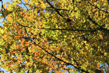 Golden autumn leaves on a tree in sunlight