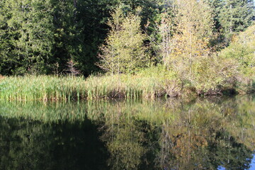 A serene pond reflecting autumn foliage