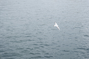 A white bird flying over the ocean