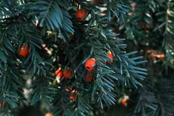 A tree with green leaves and red berries
