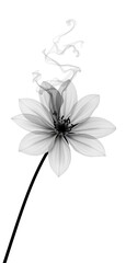 Monochrome flower with ethereal smoke rising against a stark white background today.
