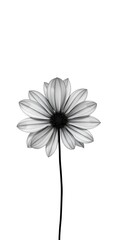 A monochrome flower gracefully blooms, its petals radiating with subtle shades and delicate lines.