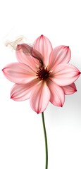 A delicate pink flower with smoke intertwining the petals, isolated on a white backdrop.